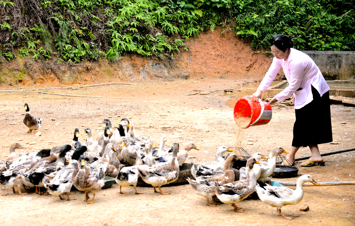 Hà Giang: Phụ nữ vững canh, kinh tế vững xanh