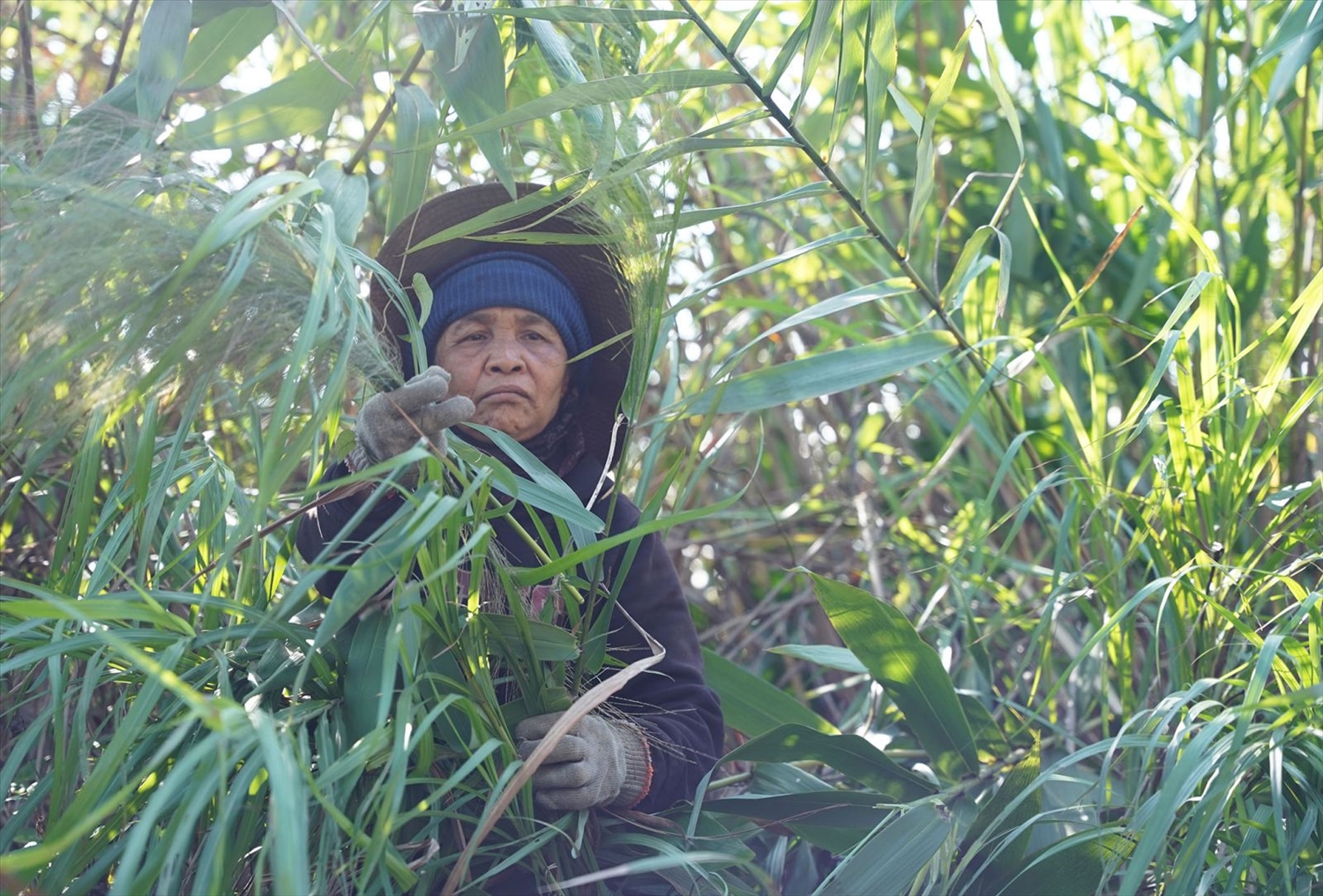 Mùa đót trên dãy Trường Sơn...