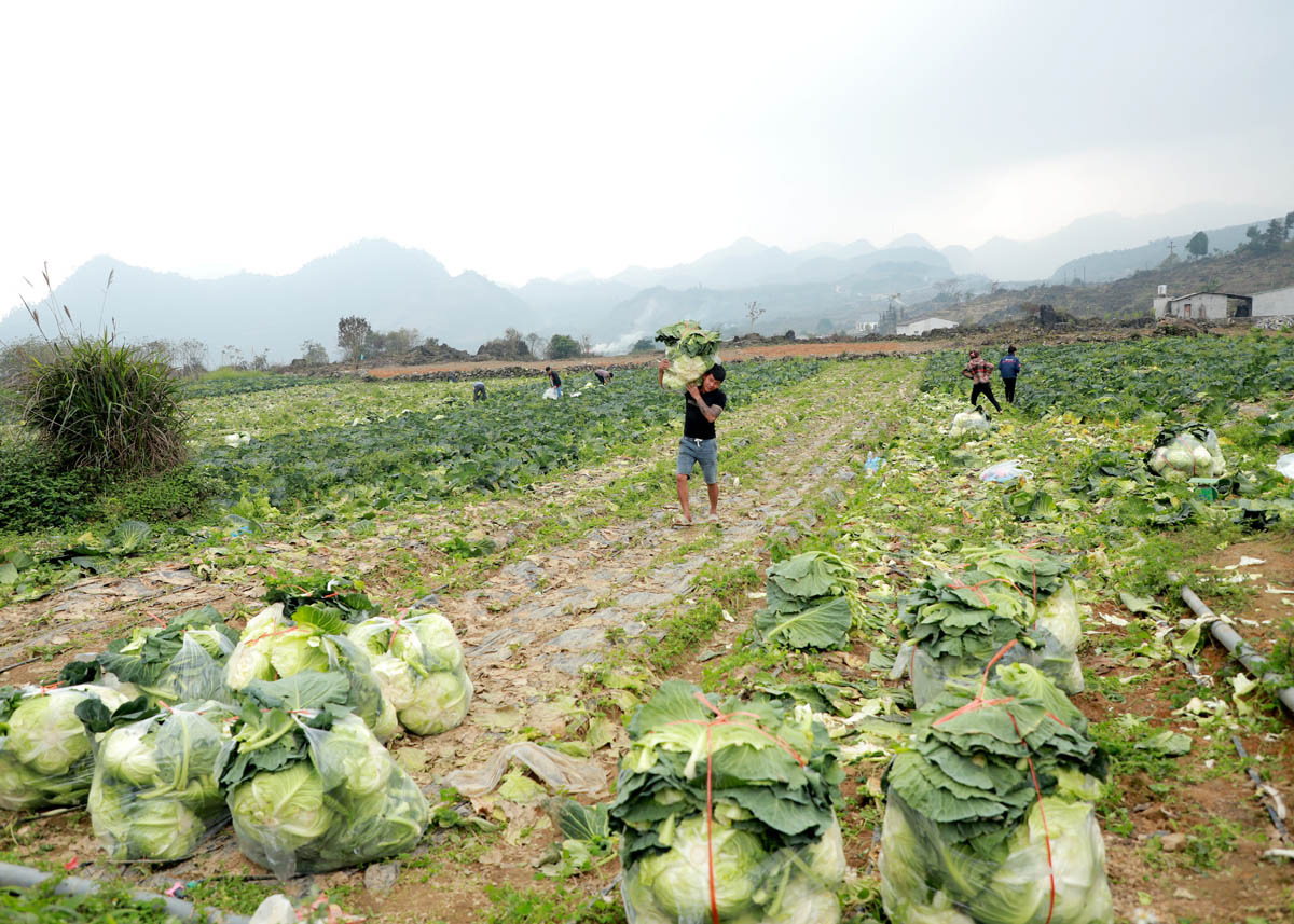 Hà Giang: Điểm sáng vùng biên