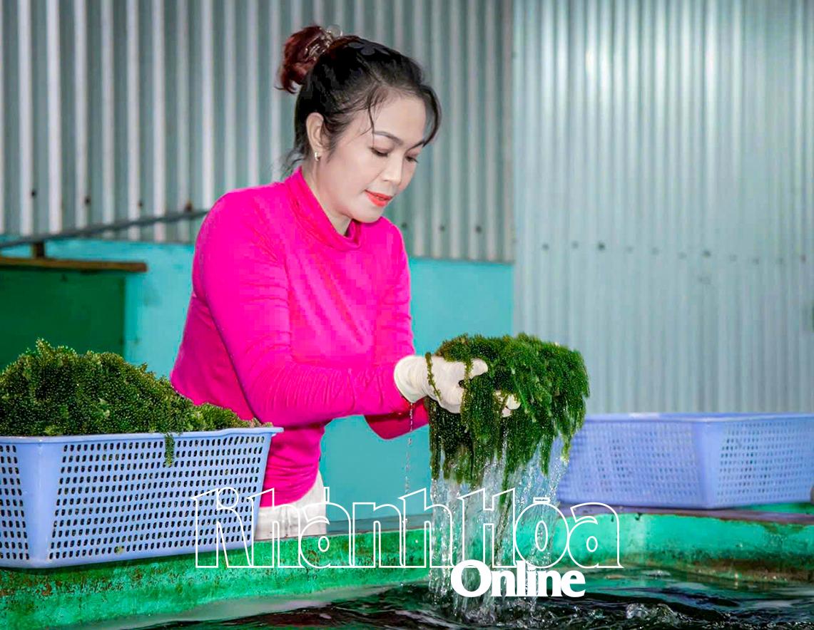 Khánh Hòa: Liên kết phát triển rong nho