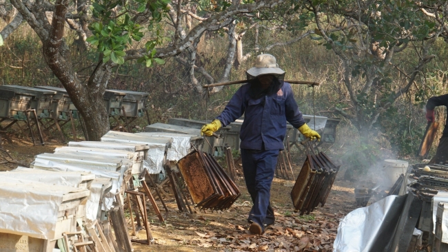 Lâm Đồng: Mùa hoa cà phê gọi ong về...