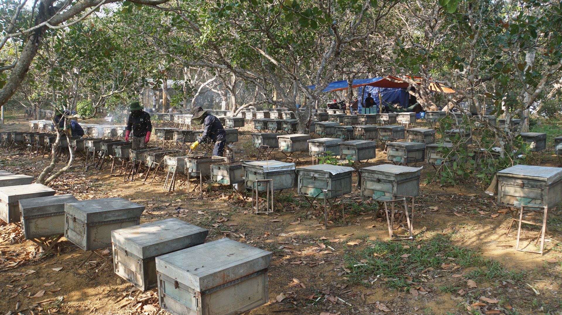 Lâm Đồng: Mùa hoa cà phê gọi ong về... Lâm Đồng: Mùa hoa cà phê gọi ong về...