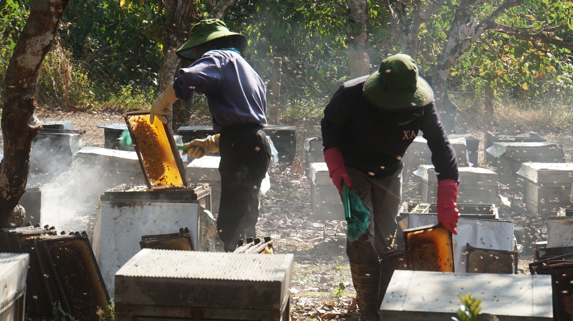 Lâm Đồng: Mùa hoa cà phê gọi ong về... Lâm Đồng: Mùa hoa cà phê gọi ong về...