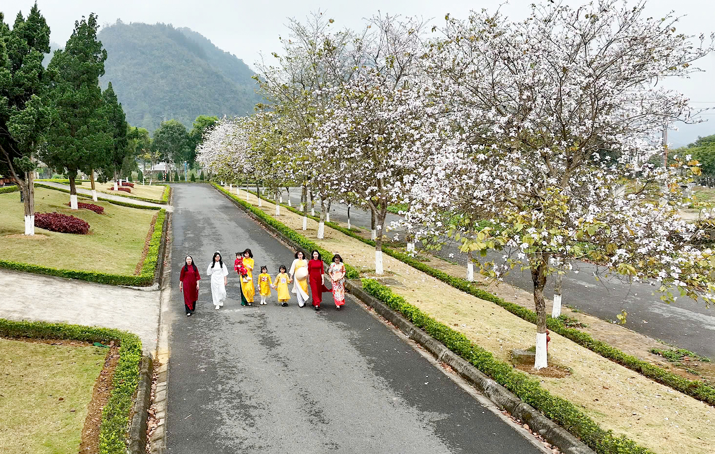 Rực rỡ mùa hoa ban ở Lai Châu