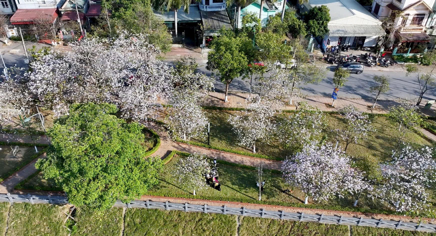 Rực rỡ mùa hoa ban ở Lai Châu