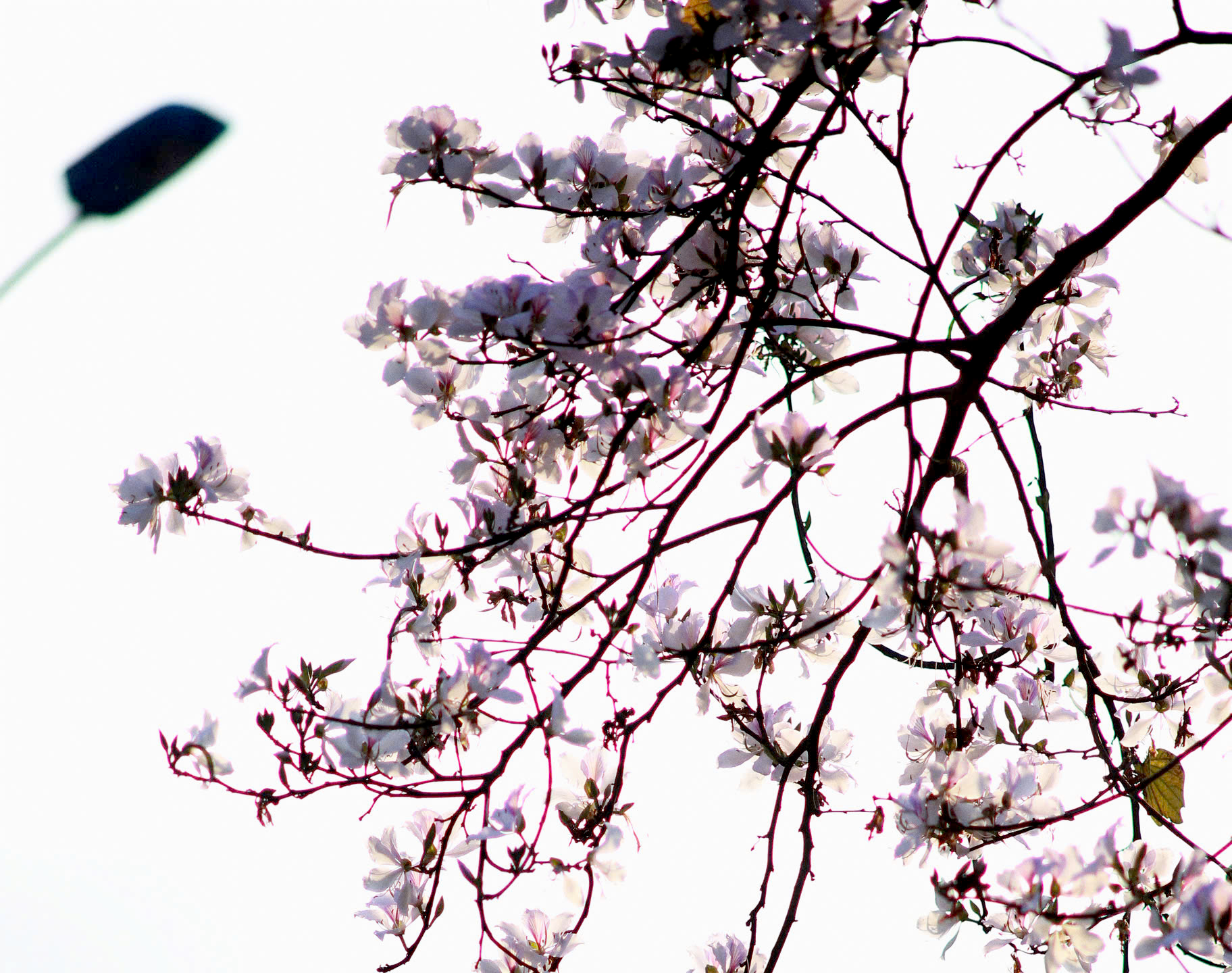 Rực rỡ mùa hoa ban ở Lai Châu