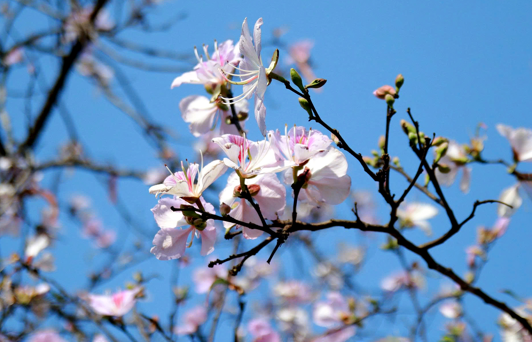 Rực rỡ mùa hoa ban ở Lai Châu