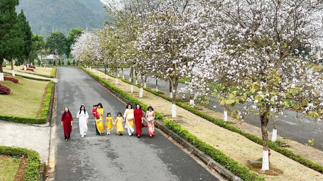 Rực rỡ mùa hoa ban ở Lai Châu