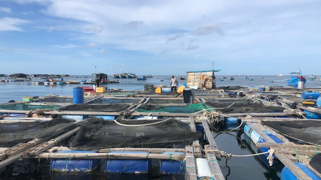 Lâm Đồng: Thiết lập hệ sinh thái thủy sản mới trên biển