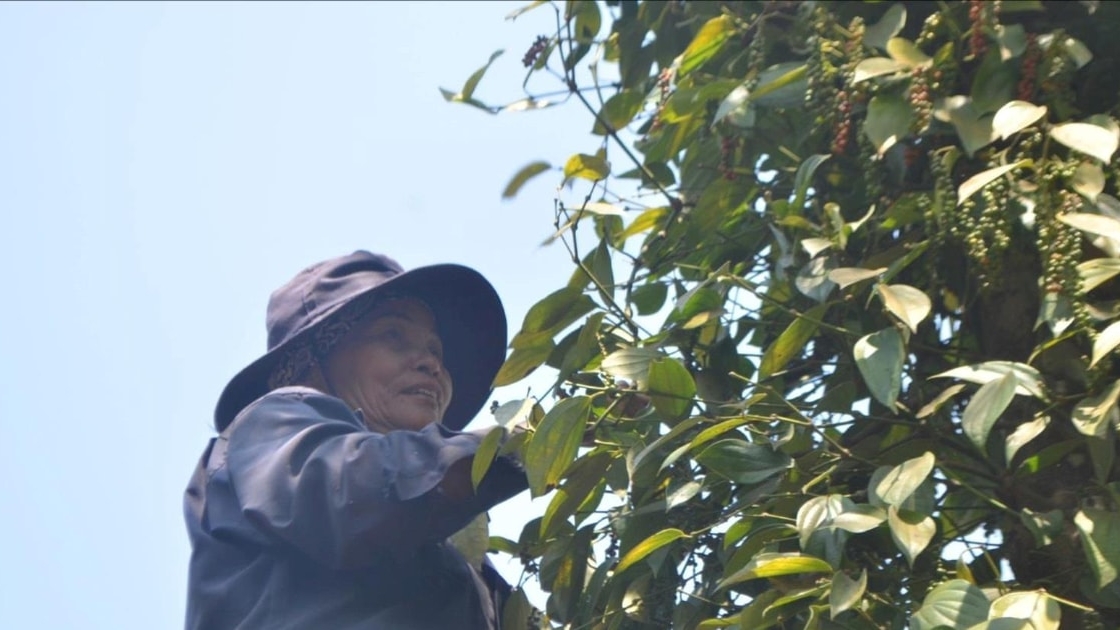 Lâm Đồng: Bí quyết giúp vườn tiêu thoát cảnh “năm được, năm mất”