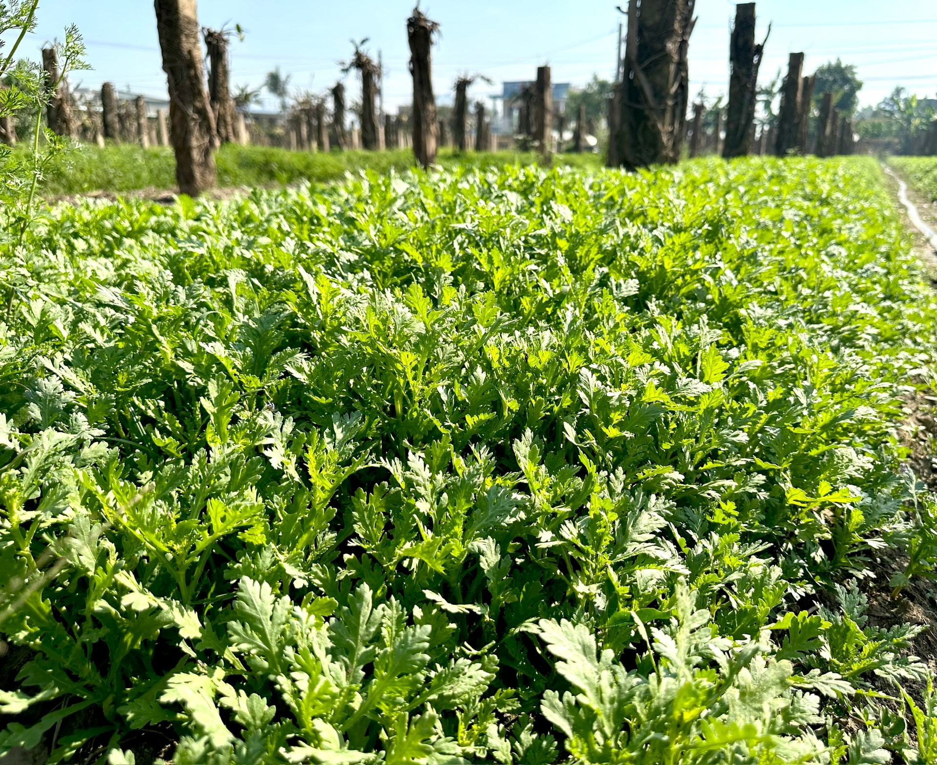 Lâm Đồng: Những “bóng hồng” gieo lại mầm xanh