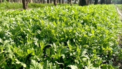 Lâm Đồng: Những “bóng hồng” gieo lại mầm xanh