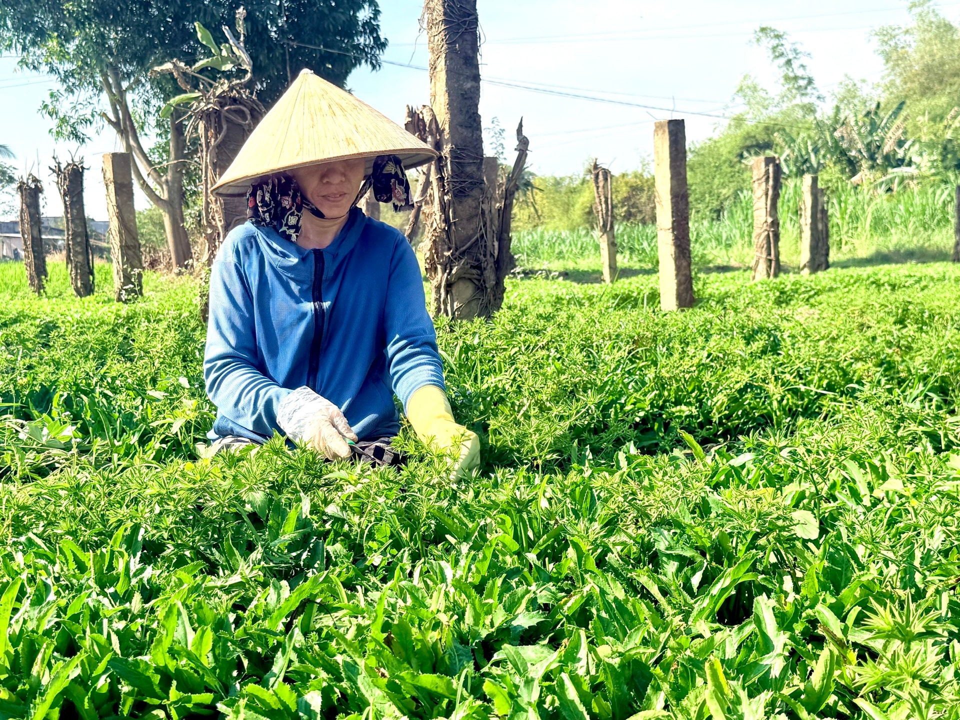 Lâm Đồng: Những “bóng hồng” gieo lại mầm xanh