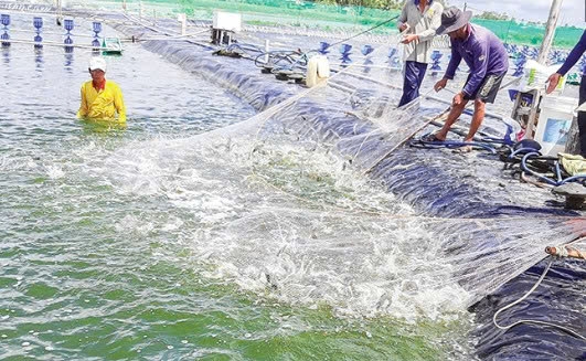 Cần Thơ: Thúc đẩy chuyển đổi số để ngành Thủy sản phát triển bền vững