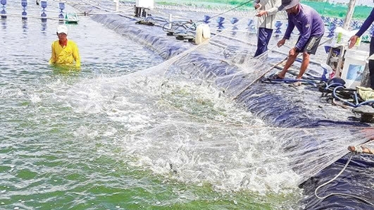 Cần Thơ: Thúc đẩy chuyển đổi số để ngành Thủy sản phát triển bền vững