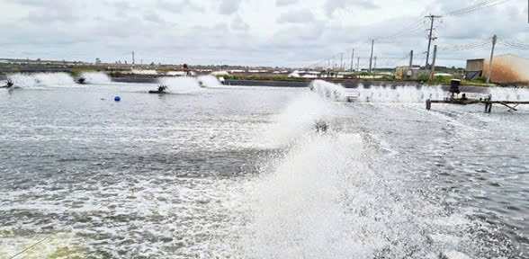 Cần Thơ chú trọng chuyển đổi số trong công tác quản lý nuôi trồng, khai thác thủy sản