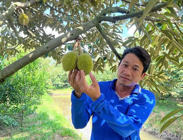 Cần Thơ: Bứt phá chuyển đổi đất lúa sang trồng sầu riêng