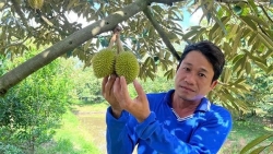 Cần Thơ: Bứt phá chuyển đổi đất lúa sang trồng sầu riêng