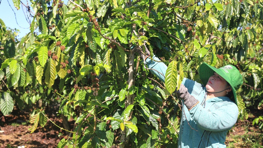 Lâm Đồng: Dòng vốn chính sách - điểm tựa giảm nghèo ở Tà Đùng