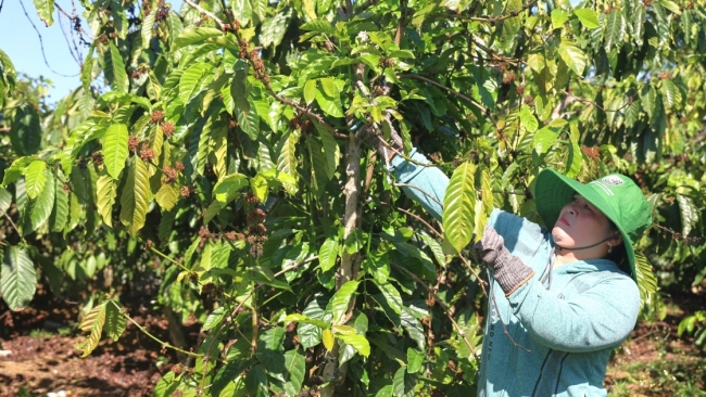 Lâm Đồng: Dòng vốn chính sách - điểm tựa giảm nghèo ở Tà Đùng