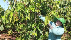 Lâm Đồng: Dòng vốn chính sách - điểm tựa giảm nghèo ở Tà Đùng