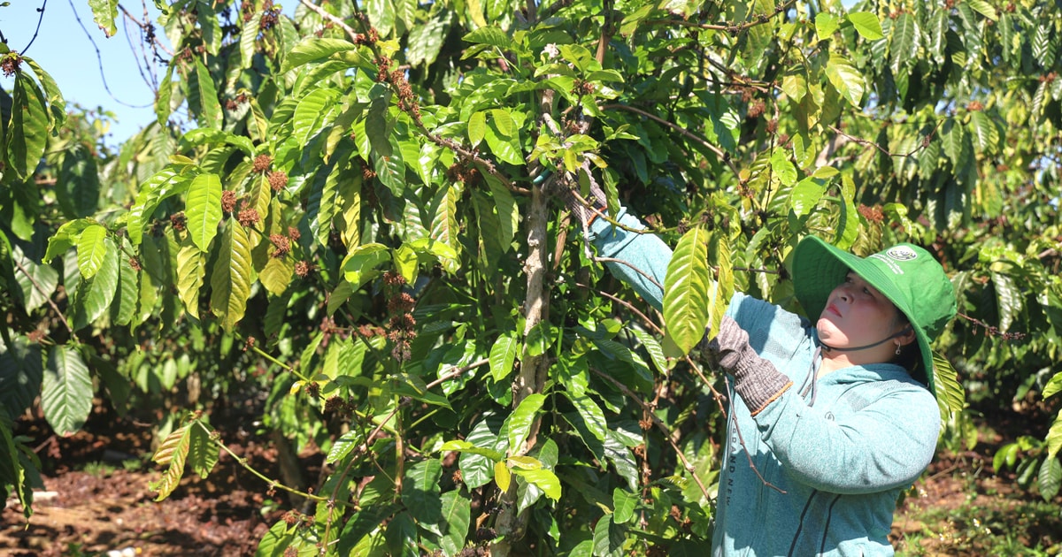 Dòng vốn chính sách - điểm tựa giảm nghèo ở Tà...