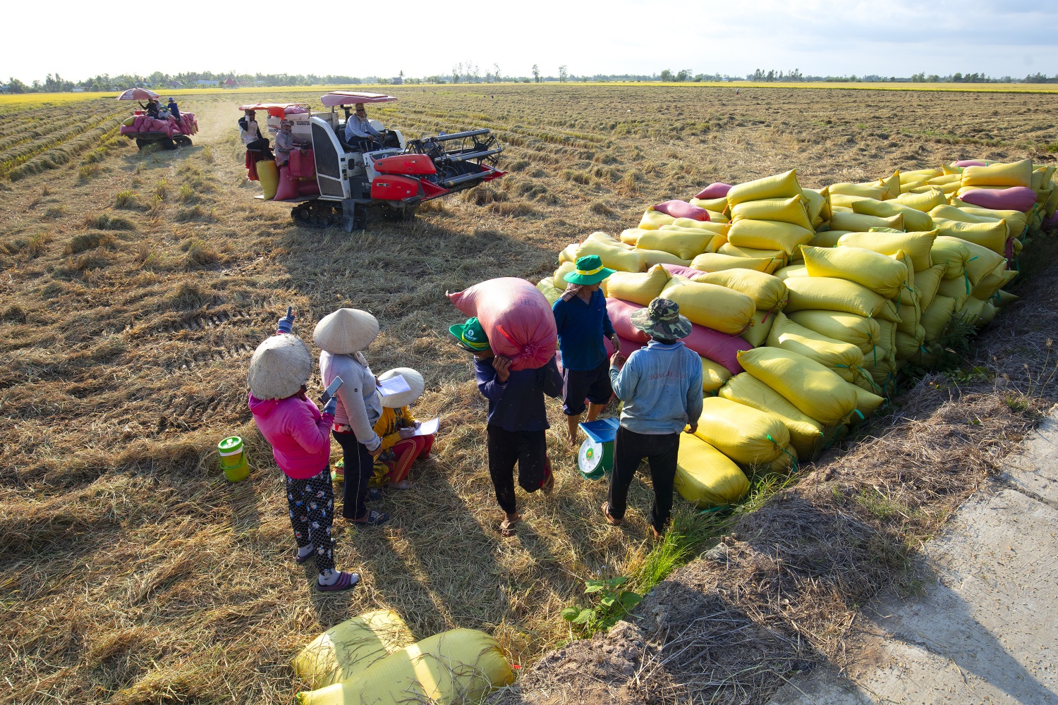 Phân bón Cà Mau: Tính trước mùa vụ để vững chãi “mùa vàng” Phân bón Cà Mau: Tính trước mùa vụ để vững chãi “mùa vàng”