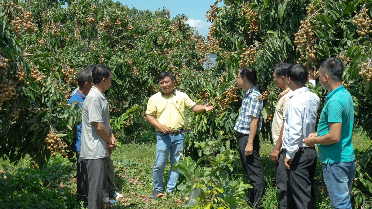 Phân bón Cà Mau: Tính trước mùa vụ để vững chãi “mùa vàng”