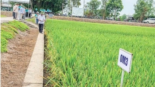 Cần Thơ: Nhiều triển vọng từ giống lúa mới