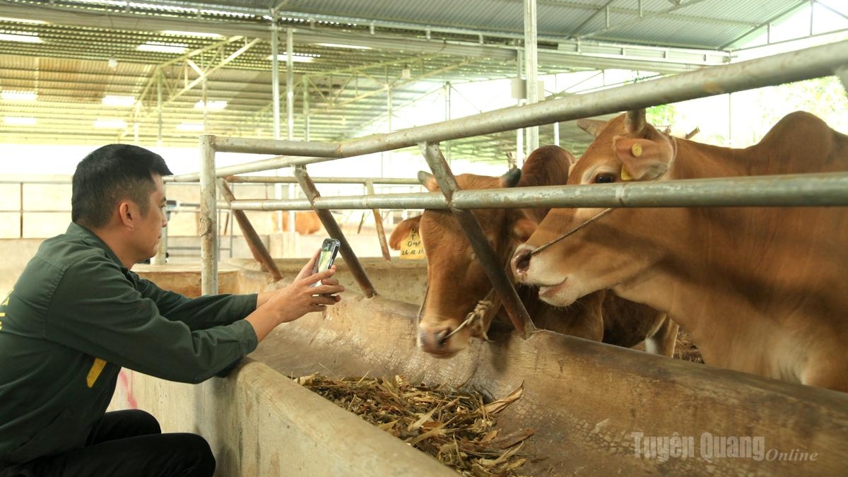 Tuyên Quang: Hợp tác quốc tế nâng tầm thương hiệu bò vàng H’Mông