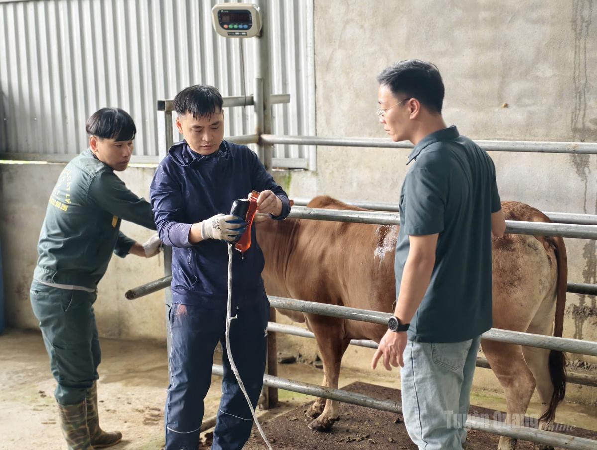 Tuyên Quang: Hợp tác quốc tế nâng tầm thương hiệu bò vàng H’Mông Tuyên Quang: Hợp tác quốc tế nâng tầm thương hiệu bò vàng H’Mông