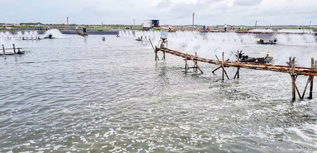 Cần Thơ: Giải pháp phát triển an toàn, bền vững cho nuôi trồng thủy sản