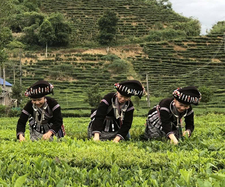 Lai Châu: Xây dựng nông thôn mới từ thế mạnh địa phương