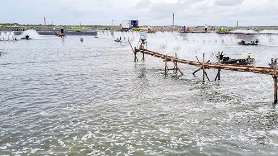 Cần Thơ: Giải pháp phát triển an toàn, bền vững cho nuôi trồng thủy sản