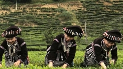 Lai Châu: Xây dựng nông thôn mới từ thế mạnh địa phương