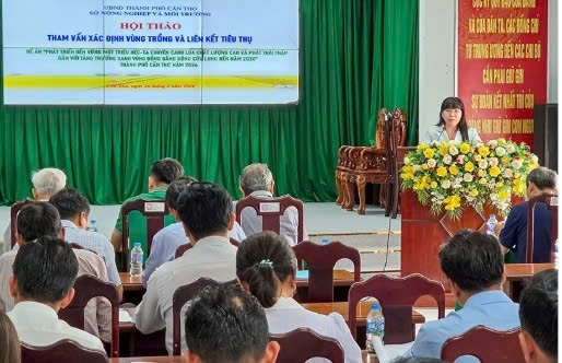 Cần Thơ: Thúc đẩy phát triển vùng lúa chất lượng cao và phát thải thấp Cần Thơ: Thúc đẩy phát triển vùng lúa chất lượng cao và phát thải thấp