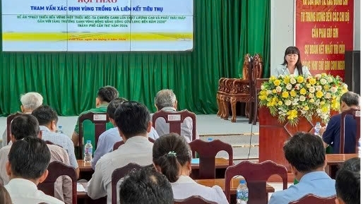 Cần Thơ: Thúc đẩy phát triển vùng lúa chất lượng cao và phát thải thấp