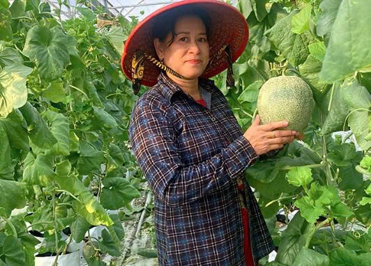 Cần Thơ: Tăng thu nhập từ trồng dưa lưới trong nhà kính