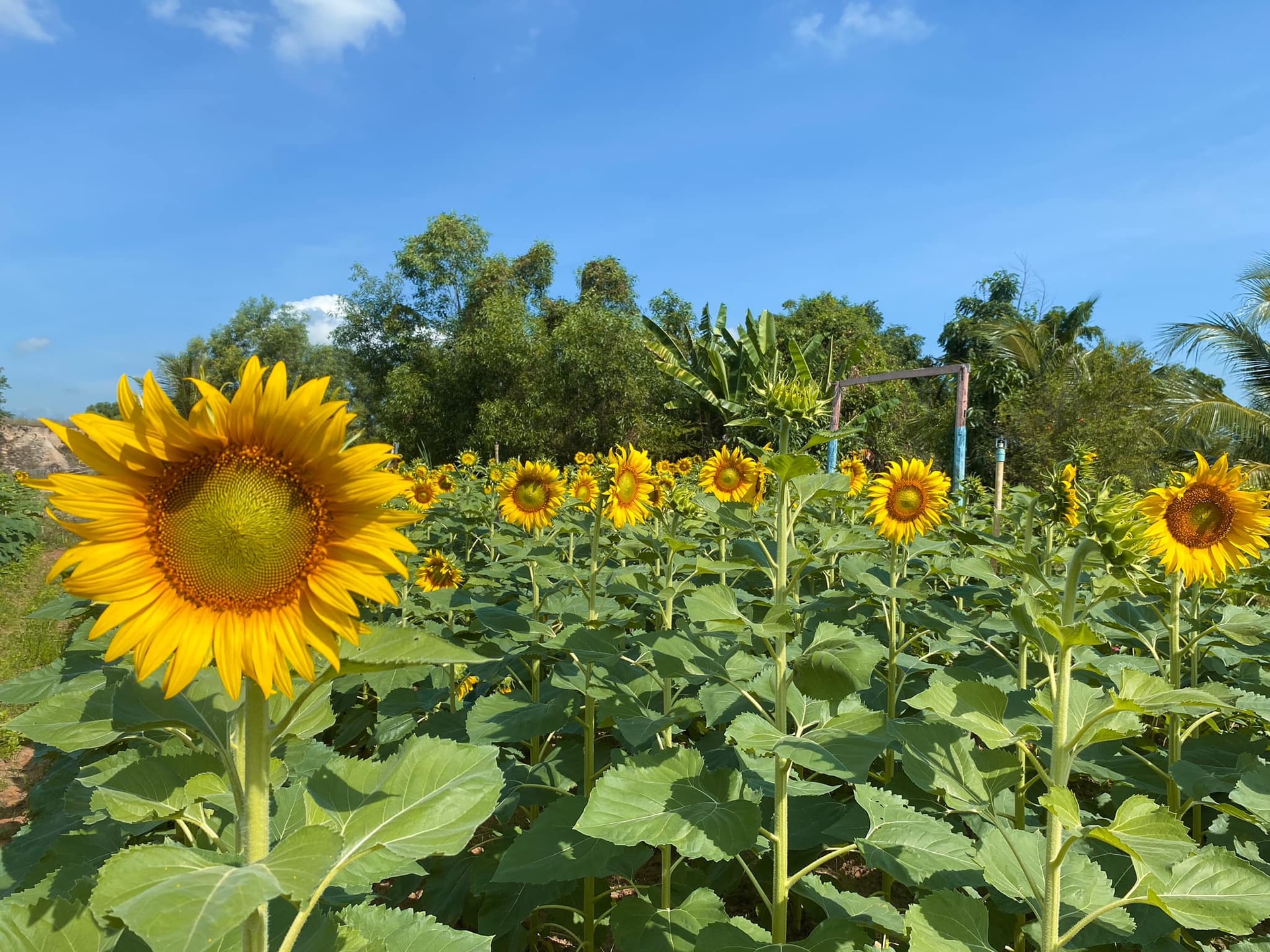 Lâm Đồng: Phát triển du lịch nông nghiệp cần có chiều sâu