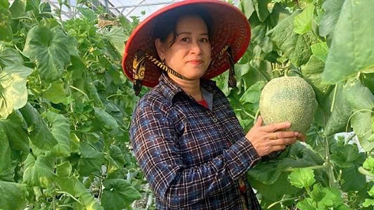 Cần Thơ: Tăng thu nhập từ trồng dưa lưới trong nhà kính