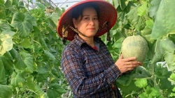 Cần Thơ: Tăng thu nhập từ trồng dưa lưới trong nhà kính