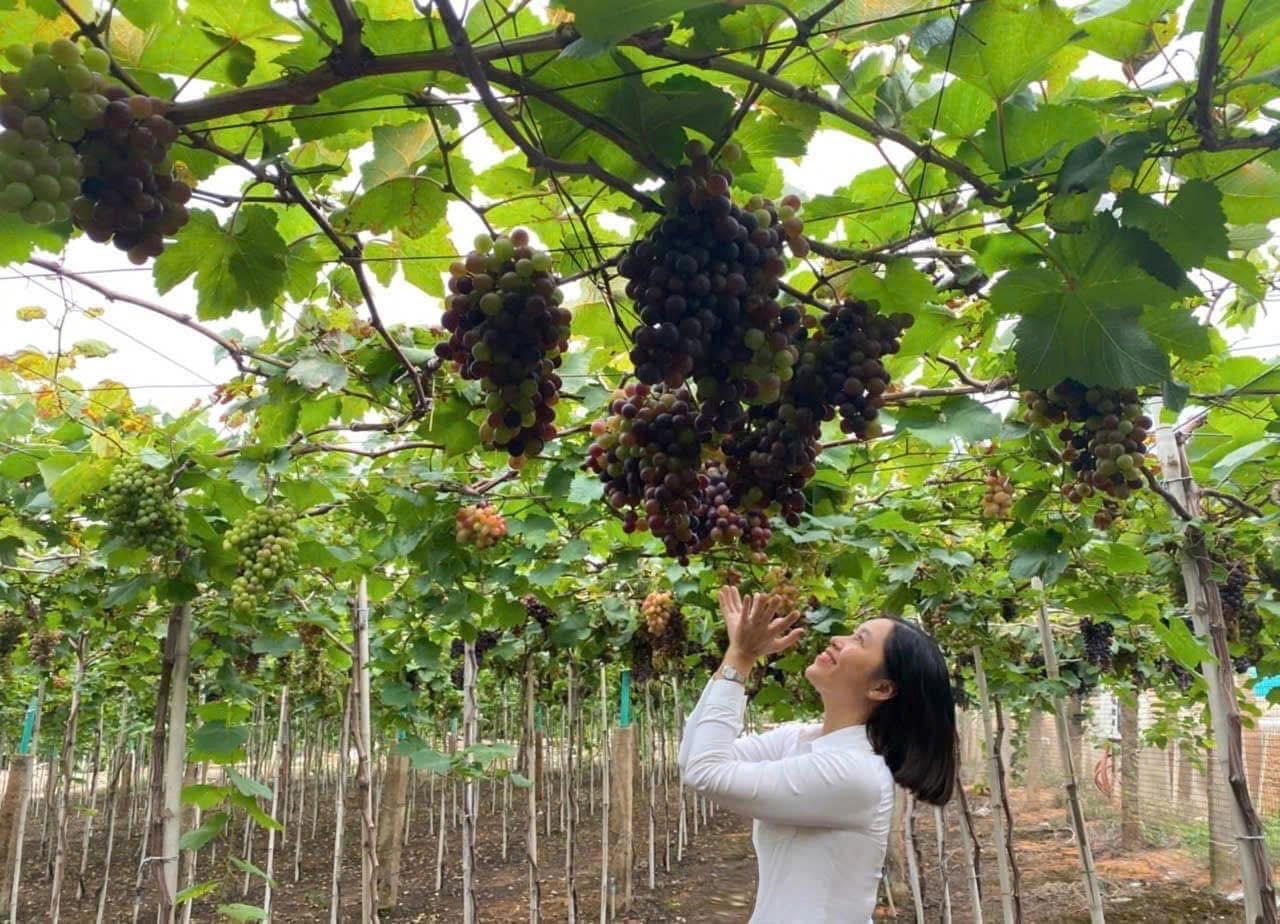 Lâm Đồng: Phát triển du lịch nông nghiệp cần có chiều sâu