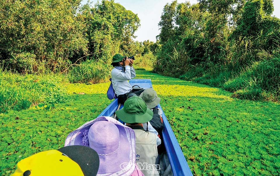 Cà Mau: Thảm xanh Vườn Quốc gia U Minh Hạ