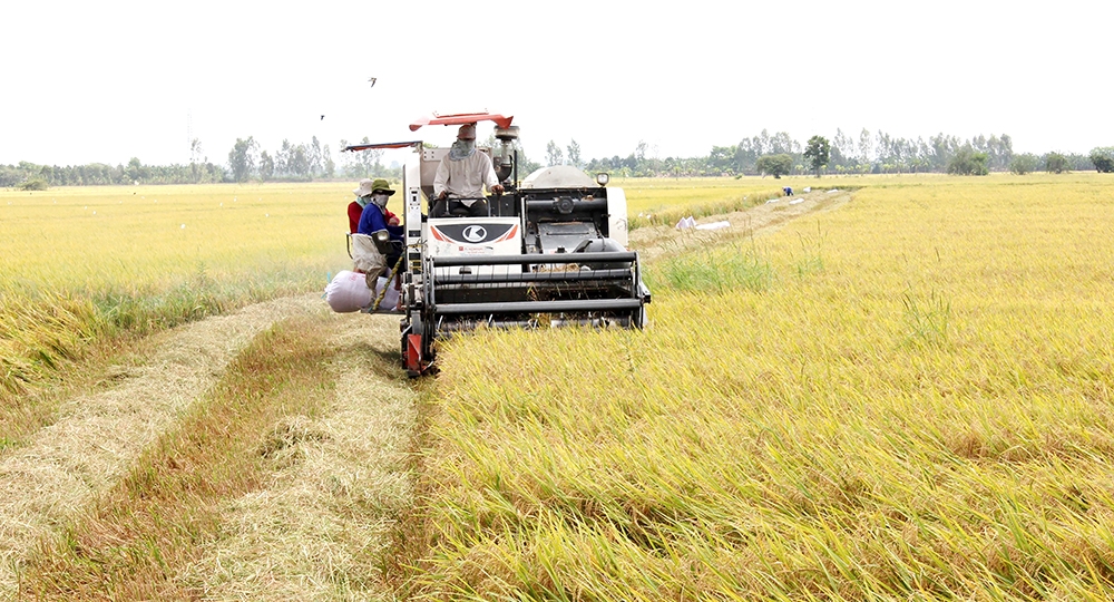 An Giang: Châu Phú phục hồi, phát triển kinh tế - xã hội