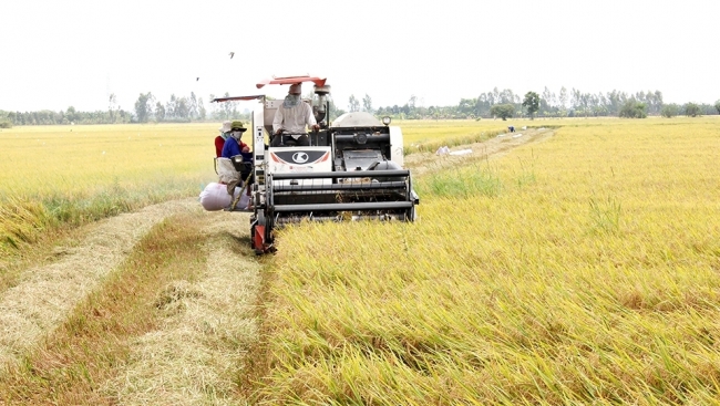 An Giang: Châu Phú phục hồi, phát triển kinh tế - xã hội