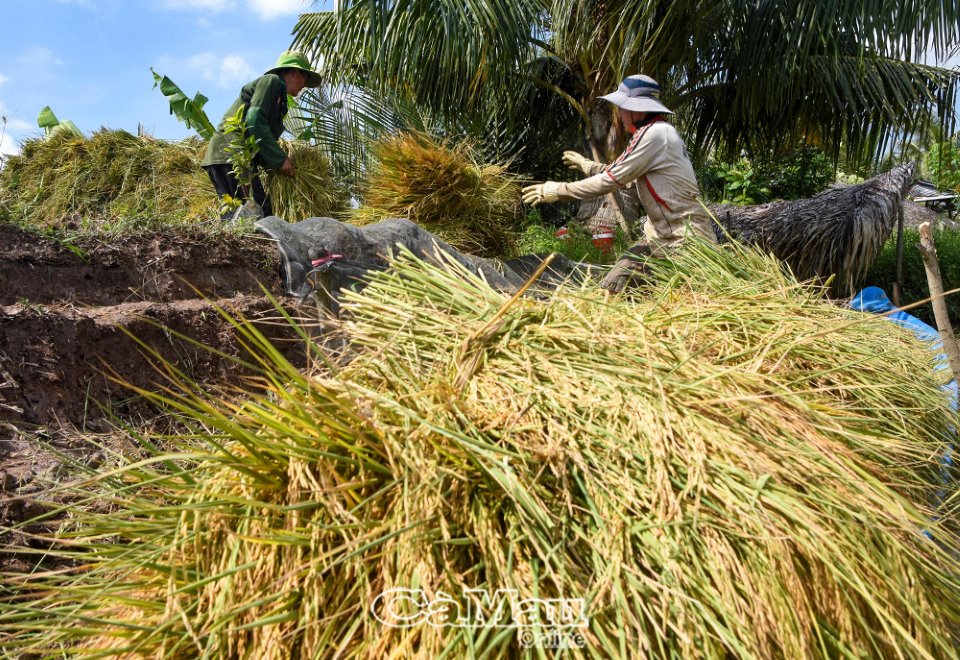 Cà Mau: Thới Bình thúc đẩy phát triển nông nghiệp bền vững