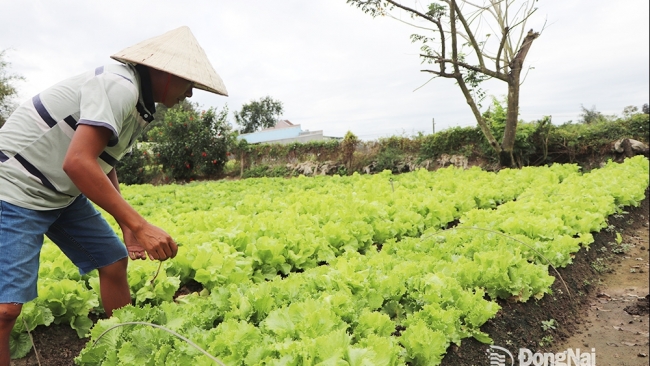 Đồng Nai: Nông dân khó khăn vì giá rau quá thấp