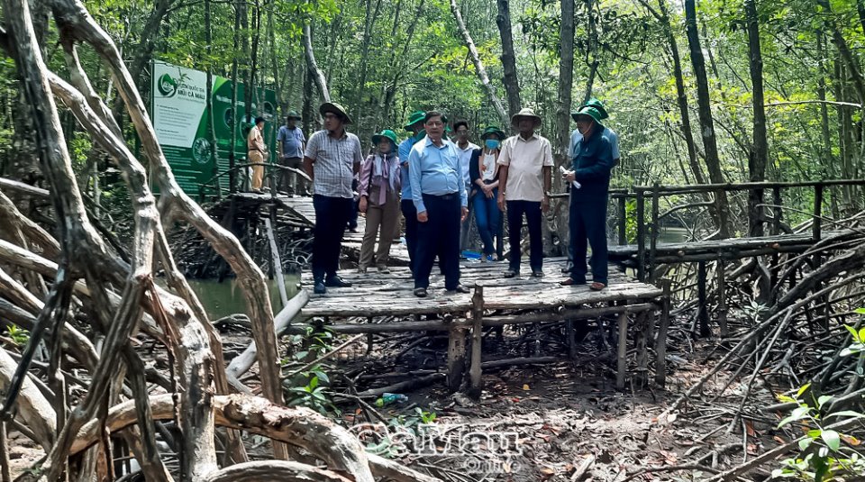 Cà Mau: Trải nghiệm hấp dẫn từ du lịch xuyên rừng