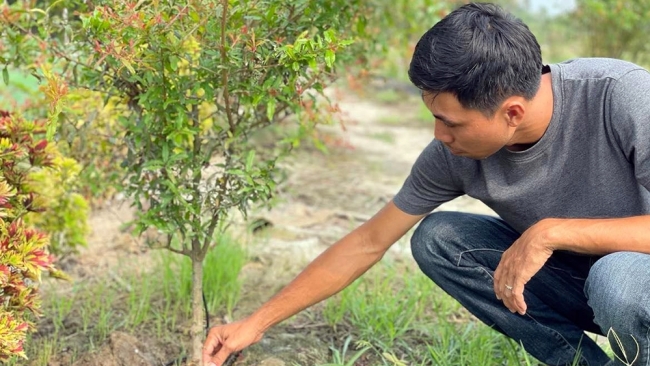 An Giang: Ngẩn ngơ vườn lựu đỏ Peru ở Thoại Sơn