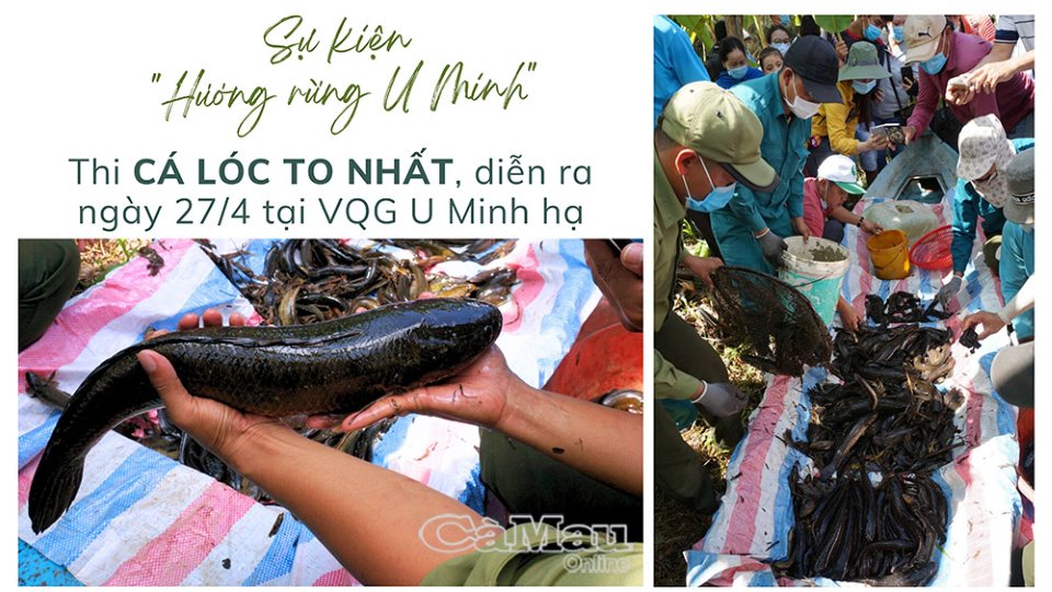 Cà Mau: Sẵn sàng cho sự kiện “Hương rừng U Minh”